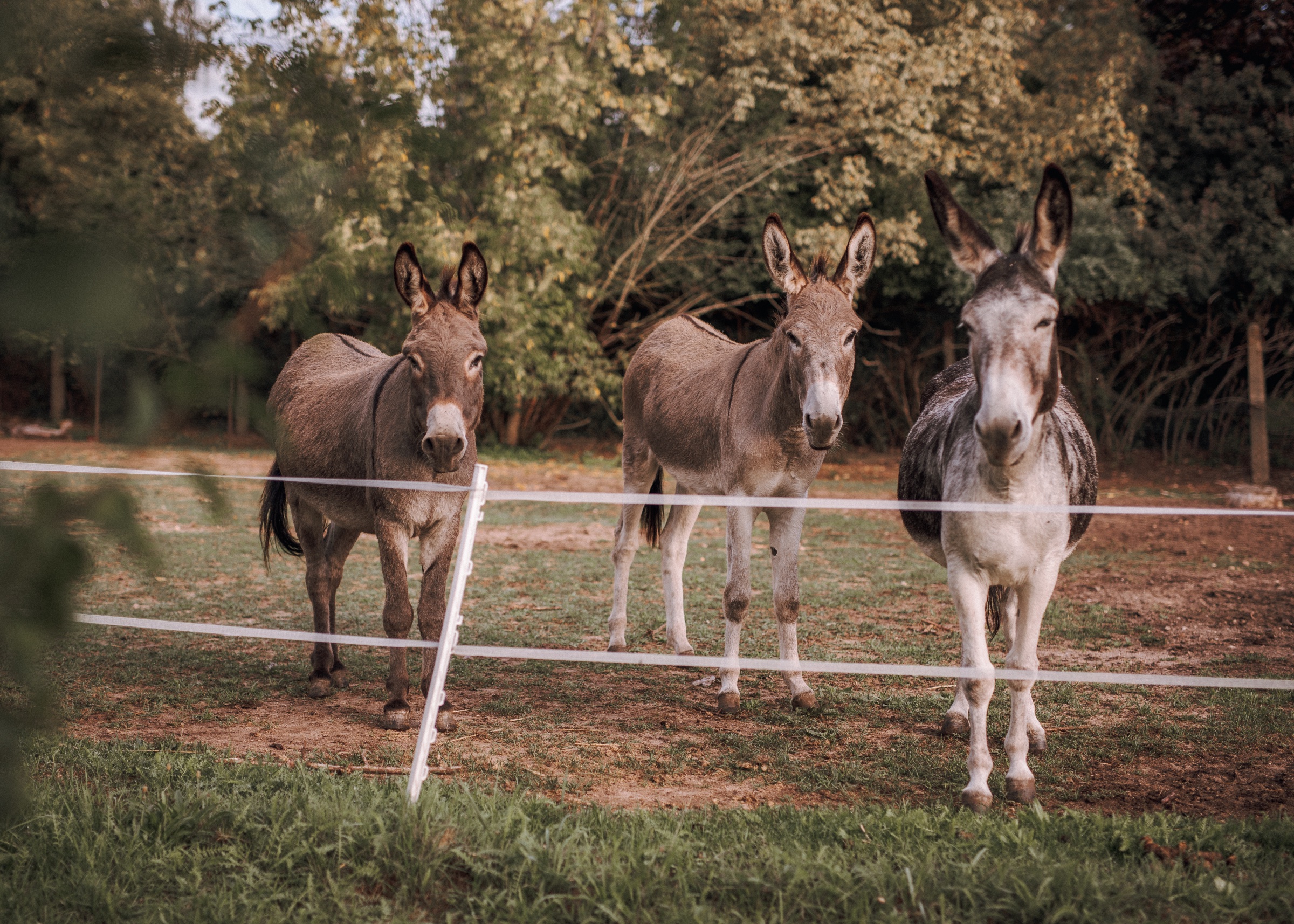 Die Hof-Esel Don, Sancha und Carlos